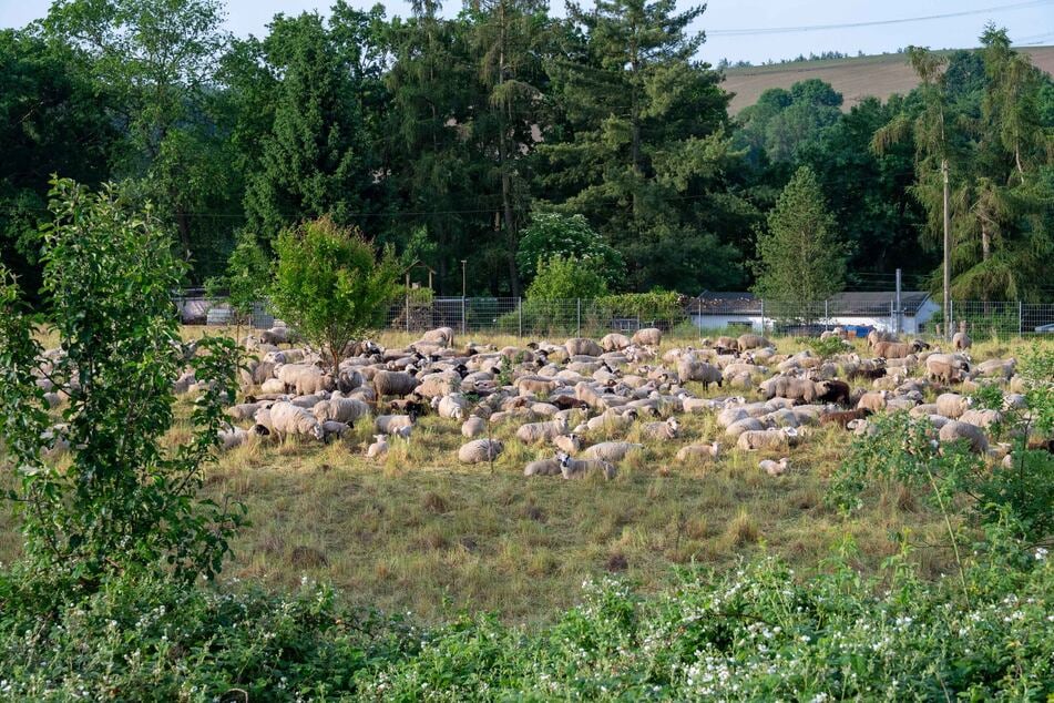 Die verbliebenen Tiere wurden später wieder auf ihre Weide gebracht.