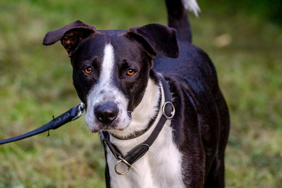 Mischling Floki sucht erfahrene Menschen, die bereit sind, mit ihm zu arbeiten.