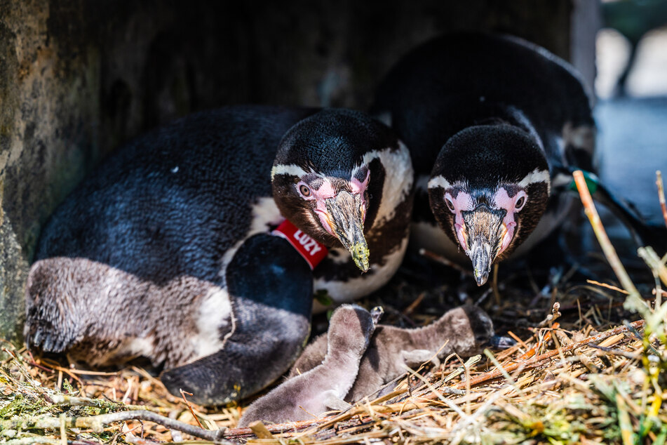 Wie süß: Vier Pinguin-Küken sind geschlüpft, bei drei Eiern besteht gute Hoffnung.