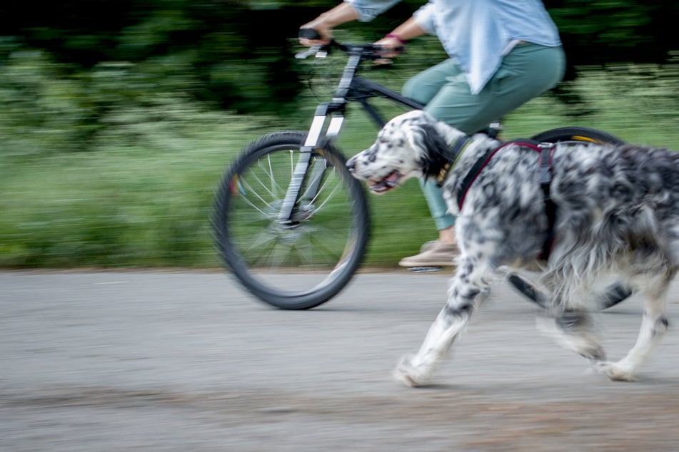 Die Polizei sucht nach einem Mann, der auf seinem Fahrrad mit zwei Hunden im Harz unterwegs war. (Symbolbild)