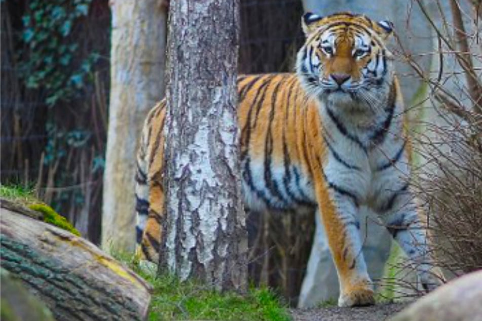 Die Babys waren die ersten Kinder von Tigerdame Yushka. Bei Tigern ist es nicht unüblich, dass bei der Erstaufzucht Probleme auftreten können. (Archivfoto)