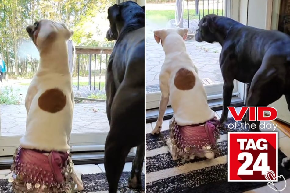 Today's Viral Video of the Day features a pair of pups who have a funny way of greeting their favorite human!