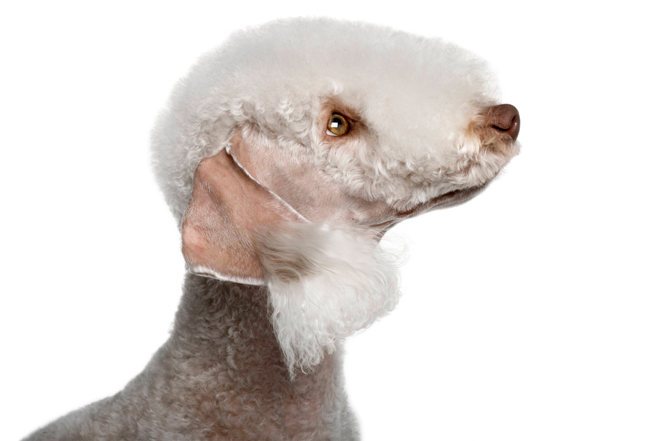 Bedlington terriers are some of the ugliest dogs in the world.