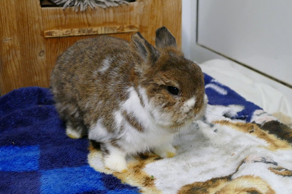Kaninchen Mex hofft auf eine passende Kaninchendame zur Gesellschaft.