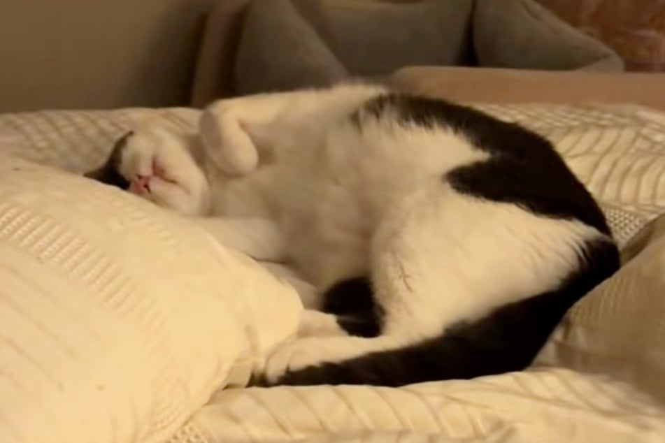 Die Katze bietet dem weinenden Baby in diesem Moment ihre Milch an - laut ihren Besitzern.