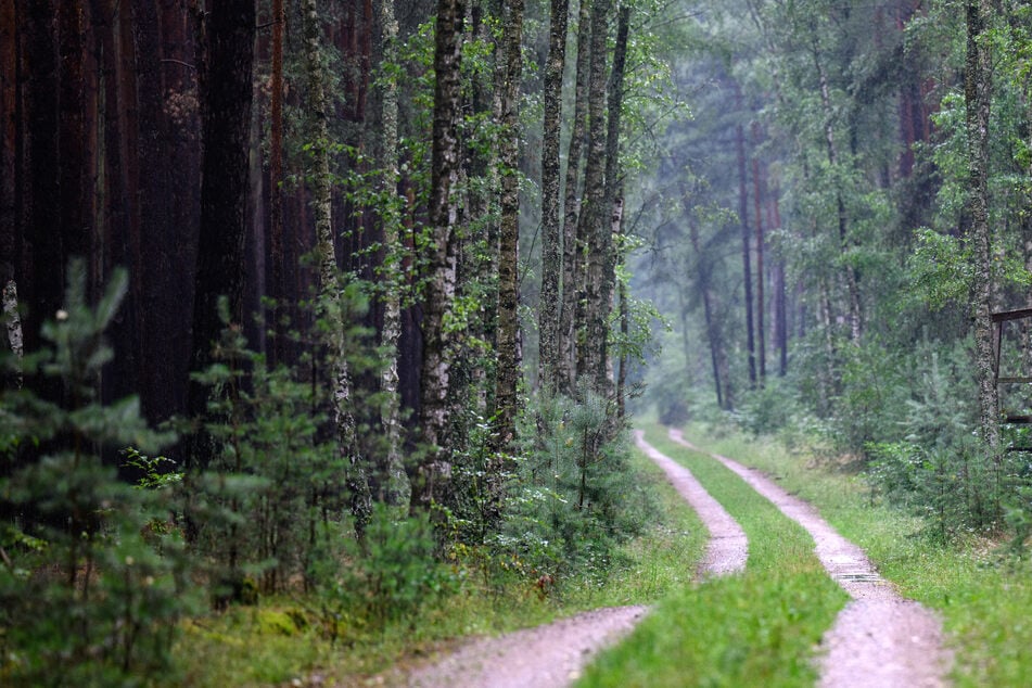 Frau seit vier Wochen vermisst: Rollator im Wald führt zu schrecklicher Entdeckung