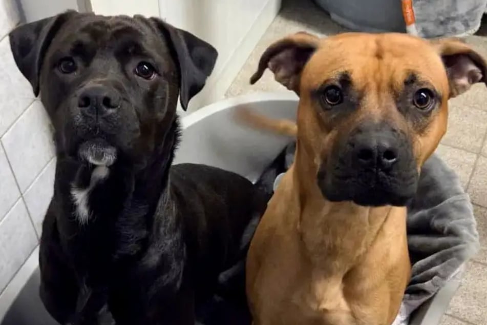 Mocca (r.) und Lotti möchten gern zusammenbleiben.