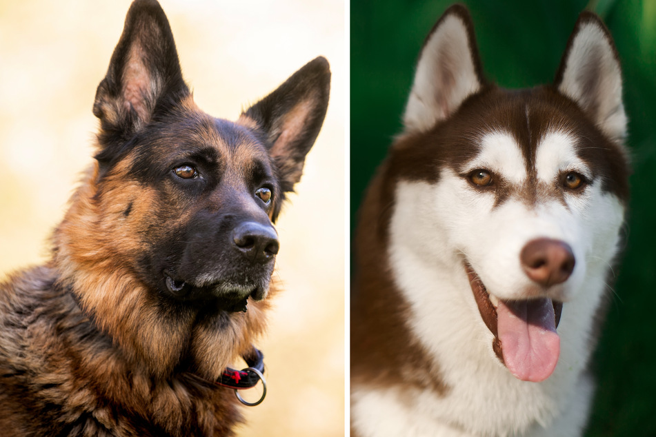 Shepskys are a great cross-breed between a German Shepard (l) and a Husky (r).