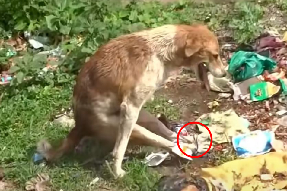 Die hinteren Pfoten des Hundes waren zusammengebunden.