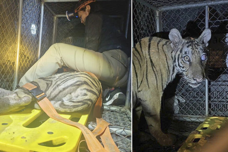 Der eingefangene Tiger soll in einem Wildtierpark aufgepäppelt werden.