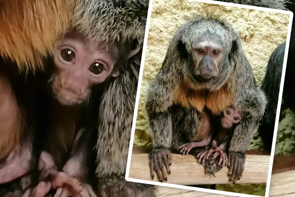 Nachwuchs im Dresdner Zoo: Weißkopfsakis haben ein Baby bekommen