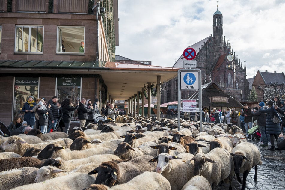 Rund 600 Tiere lassen bei ihrer Futter-Tour Lebensräume für seltene Tiere und Pflanzen entstehen.