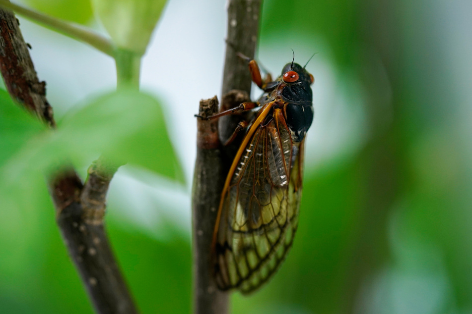 Zikaden haben meistens eine grüne, schwarze oder braune Farbe. Die Färbung variiert je nach Art.
