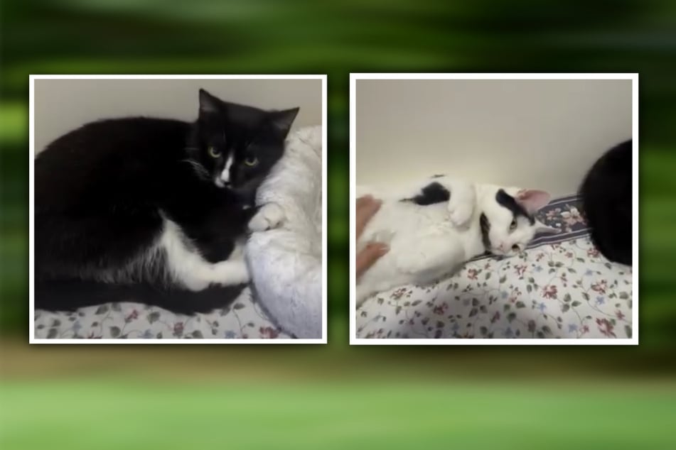 Im Tierheim Eilenburg suchen aktuell Elfie (l.) und Lennox nach einem gemeinsamen Zuhause.