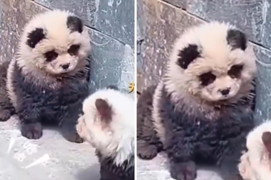 Tierquälerei oder kreativ? Zoo verwandelt Hundewelpen in Panda-Babys!