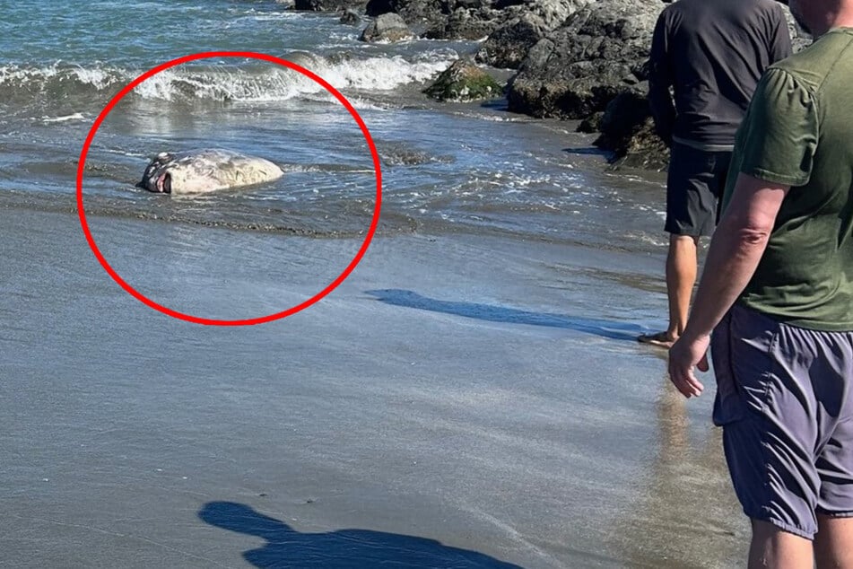 Wat is dat voor een klomp? Zeldzaam zeedier aan de kust aangespoeld