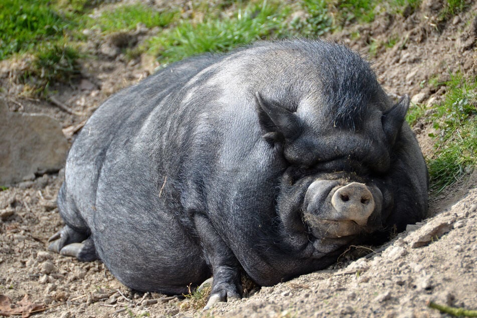 Hängebauchschweine benötigen genügend Freiräume. (Archivbild)