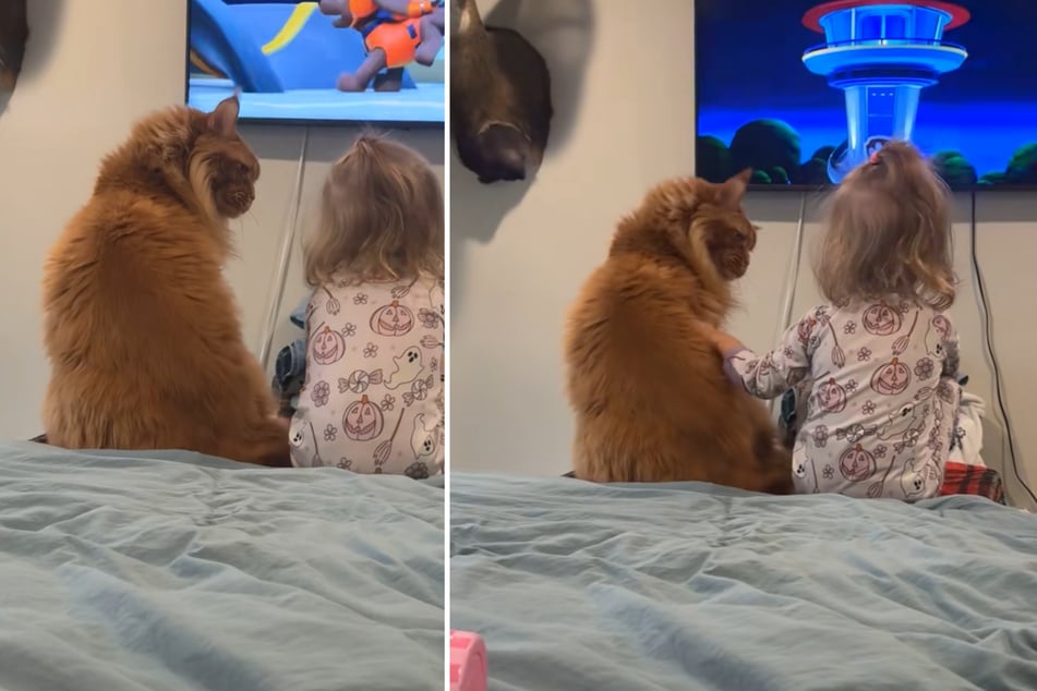 Kater "Ozzy" war alles andere als begeistert, als er das kleine Mädchen auf "seinem" Platz im Bett vorfand.