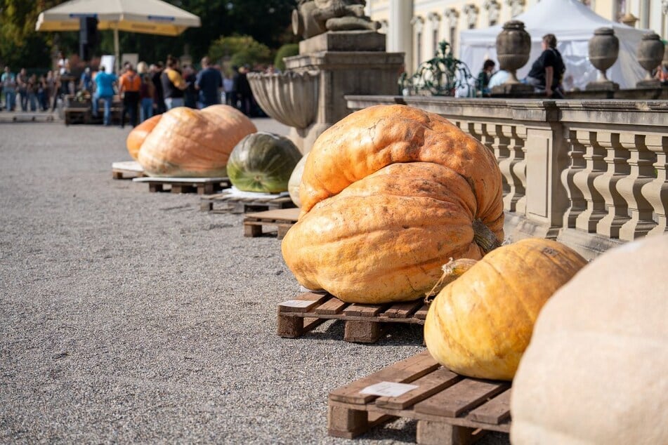 Neben den Riesenkürbissen wurden auch Field Pumpkins gewogen und die längsten Kürbisse Deutschlands prämiert.