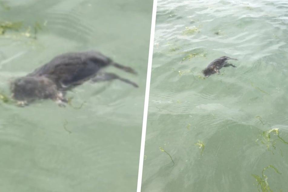 Die heftigen Regenfälle und die damit einhergehende Überflutung war für fast alle Ratten in der Kanalisation das Todesurteil. Jetzt treiben die Kadaver im Meer herum.