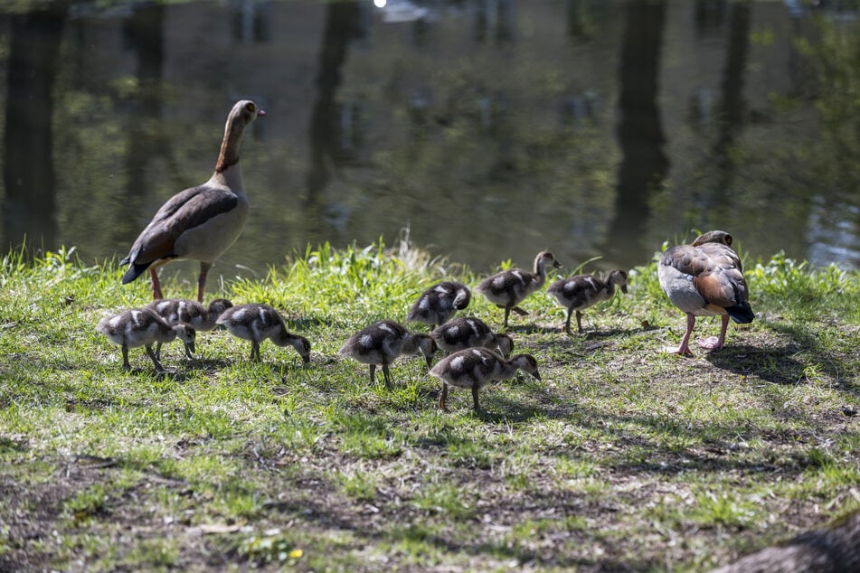 Die Gänsefamilie watschelt mit neun Küken durchs Gras.