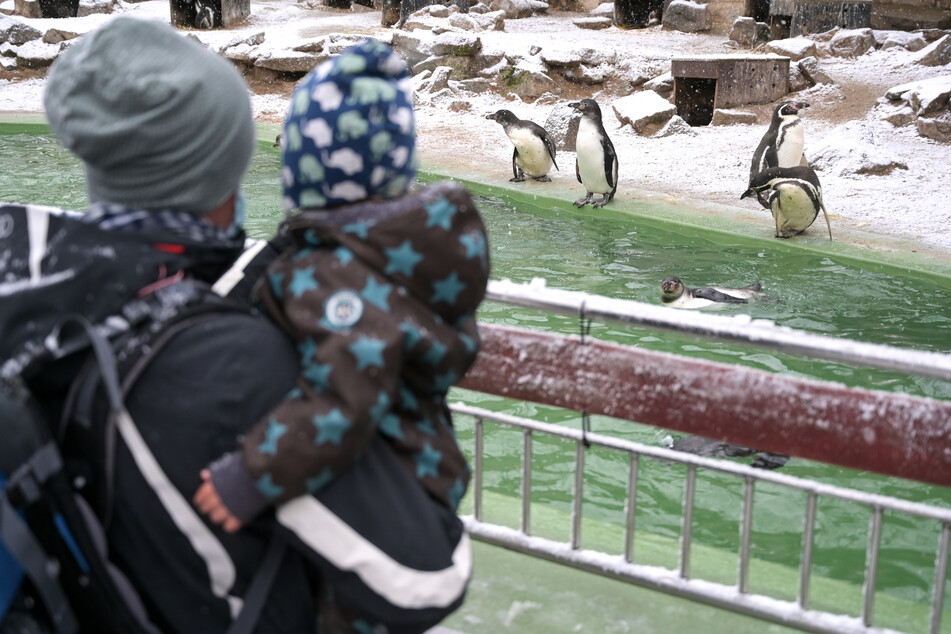 Bergzoo in Halle wieder geöffnet: "Tiere haben sich gelangweilt"