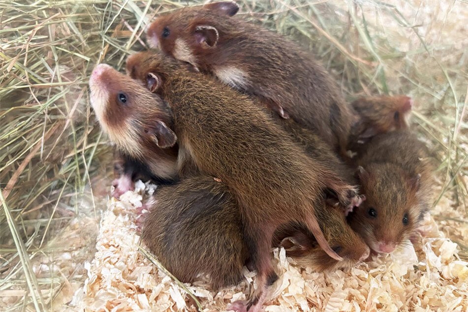 Bisher freuen sich die Tierpfleger der Zuchtstation des Zoos über 15 Jungtiere.