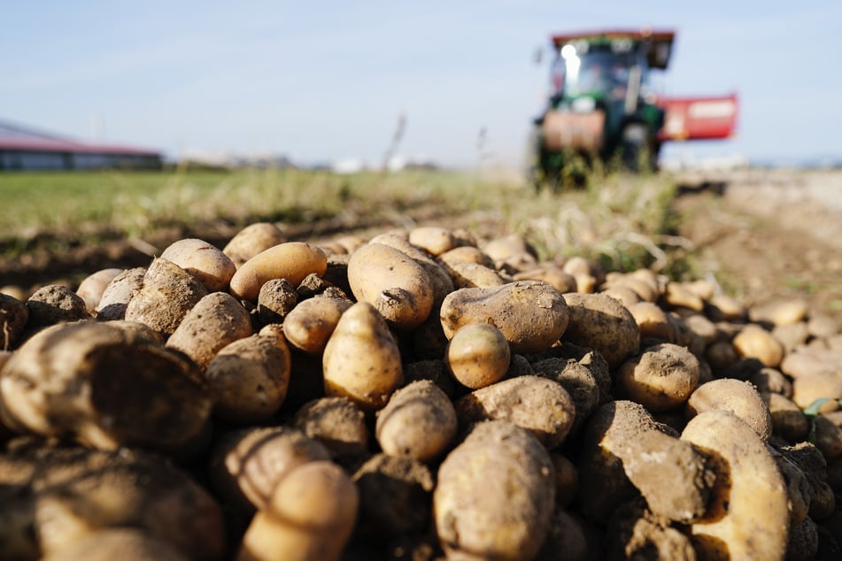 Nach schlechtem Jahr 2022: Bauern erwarten bessere Kartoffelernte