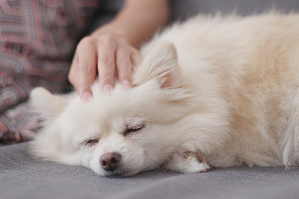 Massagen und Entspannungstechniken können Hunden helfen, eine Reizüberflutung zu überwinden.