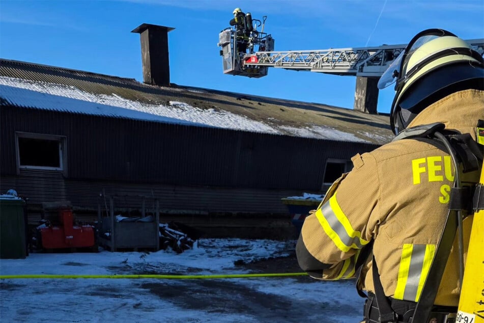 Tragisches Unglück: Hunderte Schweine verenden bei Stallbrand