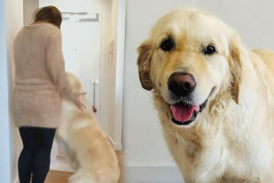 Golden retriever's reaction to his owner being scared melts everyone's hearts