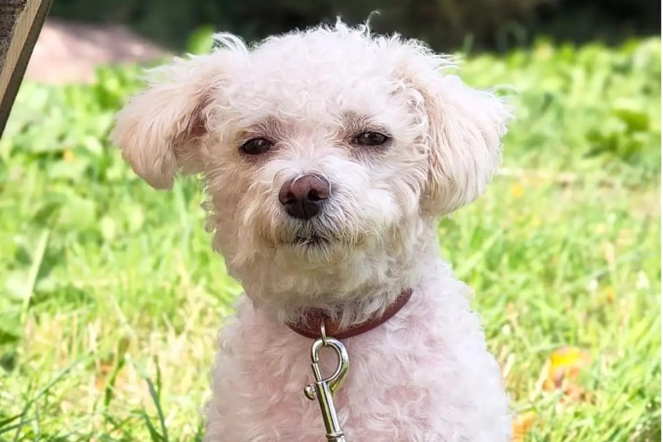 Malteser-Mischling Shirin ist aktuell im Hamburger Tierheim untergebracht.