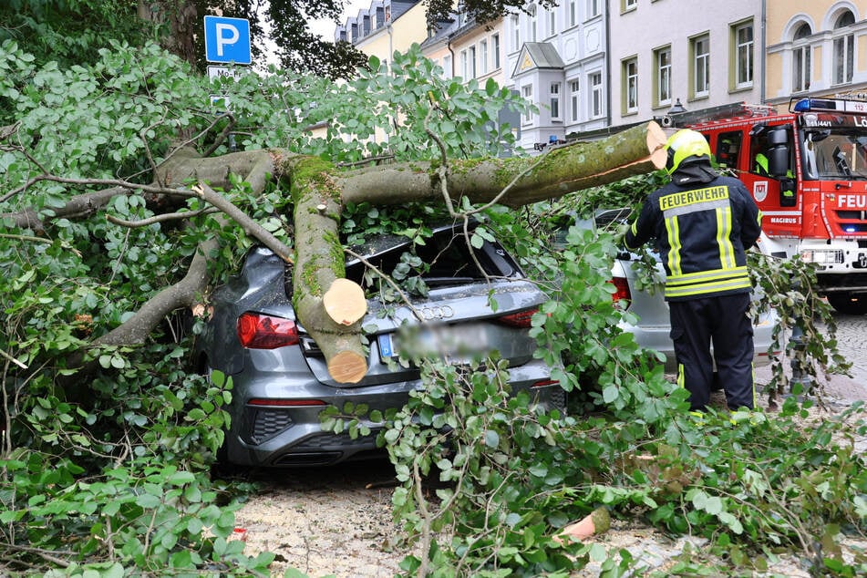 Abgebrochener Ast beschädigt drei Autos, Frau entgeht nur knapp Katastrophe