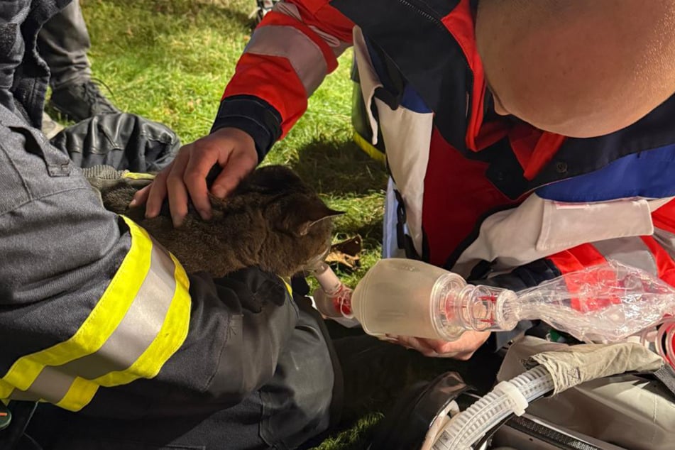 Die geretteten Katzen mussten vom Rettungsdienst versorgt werden.