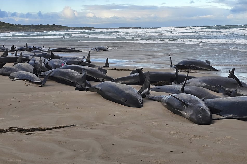 Die aktuellen Meeresbedingungen machen eine Rettung der Tiere unmöglich. Sie werden durch die Strömung immer wieder angespült.