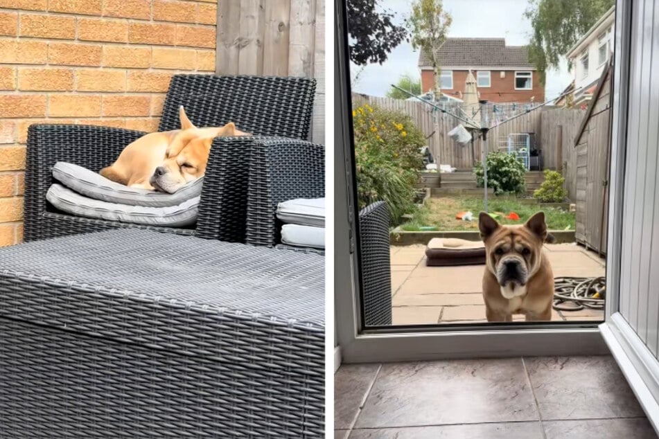 Wochenlang traute sich Hündchen Simba nicht in sein neues Zuhause, schlief stattdessen draußen auf den Gartenmöbeln.