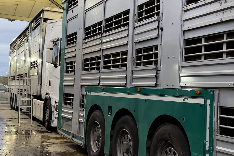 Zwei deutsche Lastwagen mit 69 trächtigen Kühen stehen im Zollbereich an der türkischen Grenze.