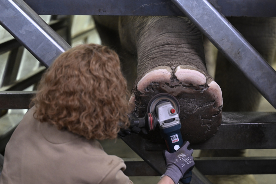 Tierpflegerin Hannah Korres macht eine Fußpflege bei einem Elefanten.