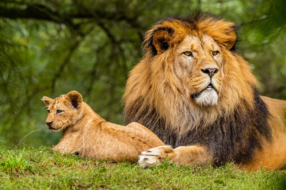 Löwen fallen über Viehherden her: Zehn Raubkatzen binnen einer Woche getötet!
