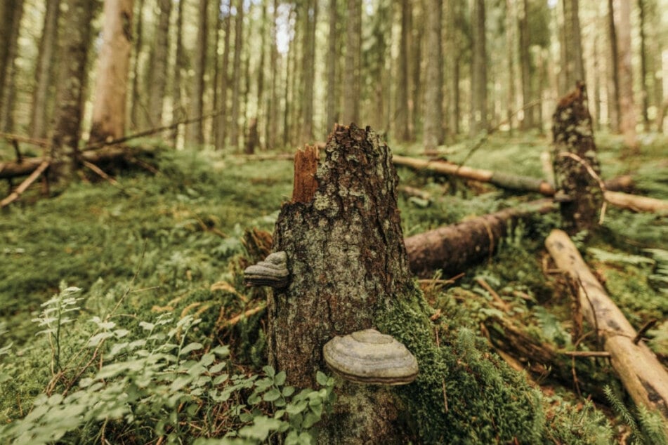 Wanderer hatten die Tonnen gefunden und danach die Einsatzkräfte informiert. (Symbolfoto)
