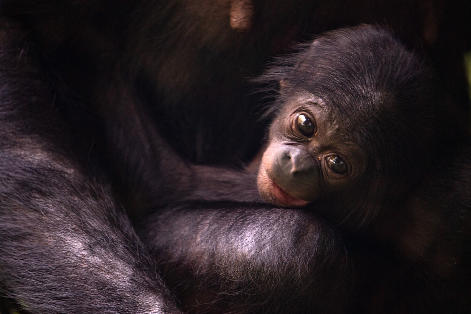 Bonobo-Baby geboren: Seltener Nachwuchs im Kölner Zoo!