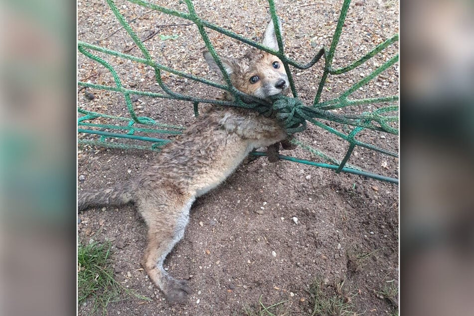 Völlig hilflos hing ein Fuchs in einem Kletternetz in Chemnitz fest und musste von der Tierrettung befreit werden.