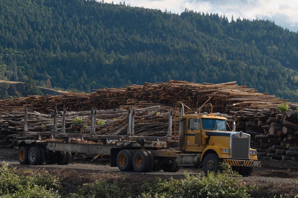 Trump paves way for massive deforestation by ending Clinton-era rule