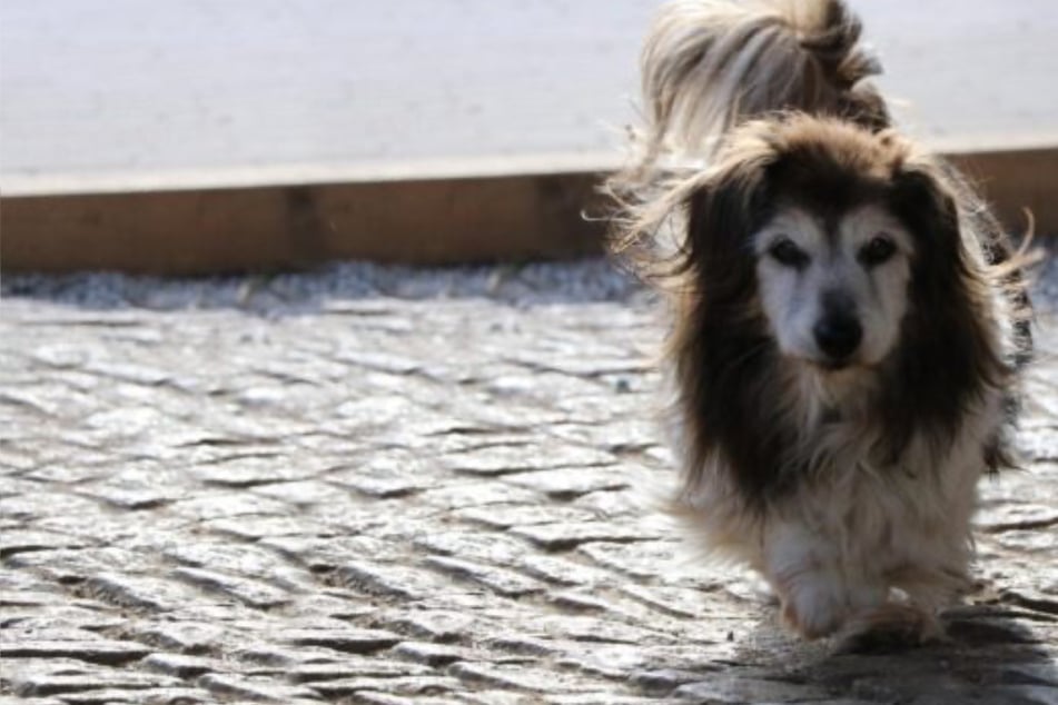 Trauriges Schicksal: Weil sein Frauchen schwer krank wurde, sitzt Mikita nun im Tierheim