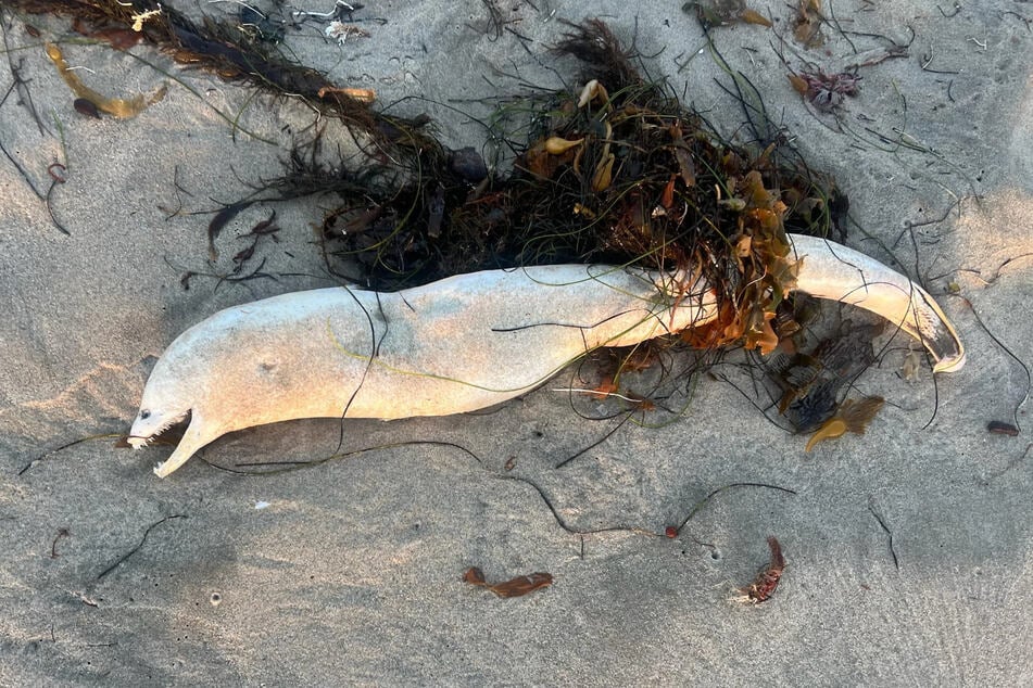 Plötzlich lag der Raubfisch am Strand.