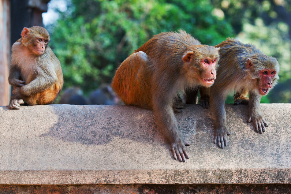 Vicious monkeys have caused mayhem and panic in Pathankot, India (stock image).