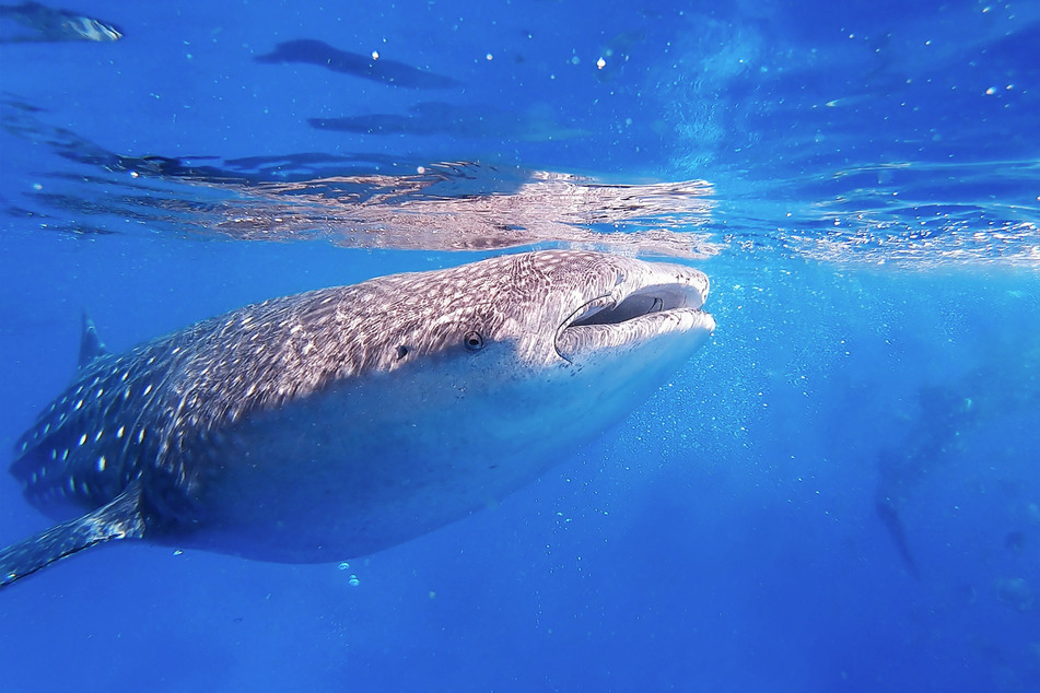 A newly released report has drawn attention to the dangers to already endangered whale sharks posed by large shipping vessels.