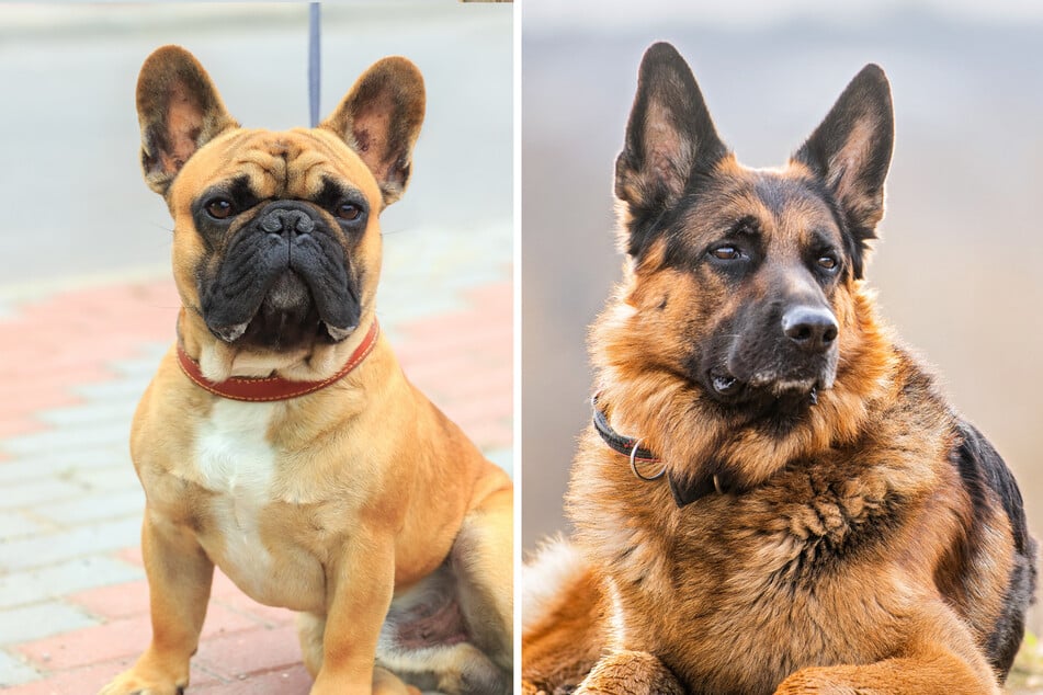 Französische Bulldogge und Schäferhund sind ihre Eltern: Amy ist eine ganz besondere Mischung
