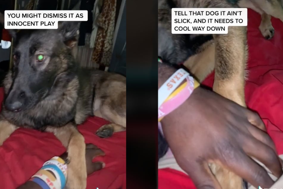 A dog putting its paw over the owner's hand isn't innocent as it might seem.