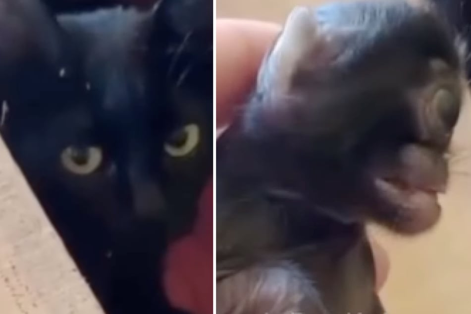 Während die Mutter-Katze und die drei anderen Kätzchen des Wurfes gesund waren, litt das Tier an einer seltenen Fehlbildung.